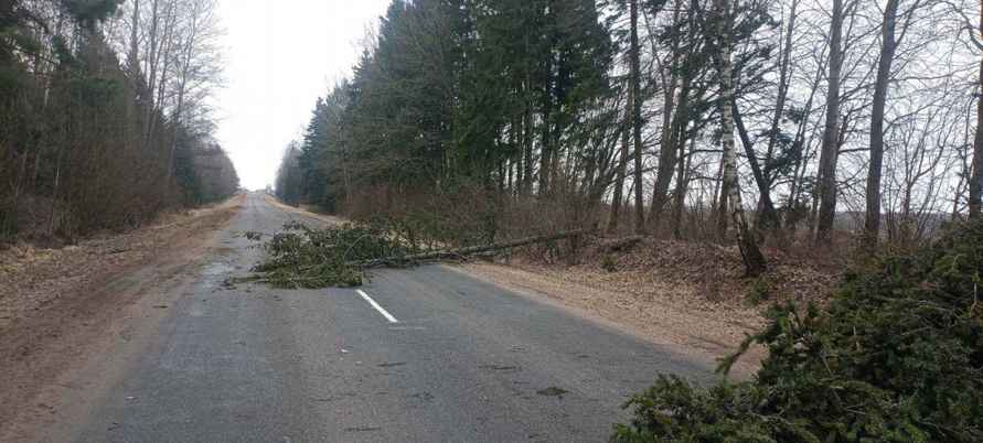 Штормовой ветер повредил крыши домов и школ на Могилёвщине, без света оставались 223 деревень и посёлков по всей Беларуси