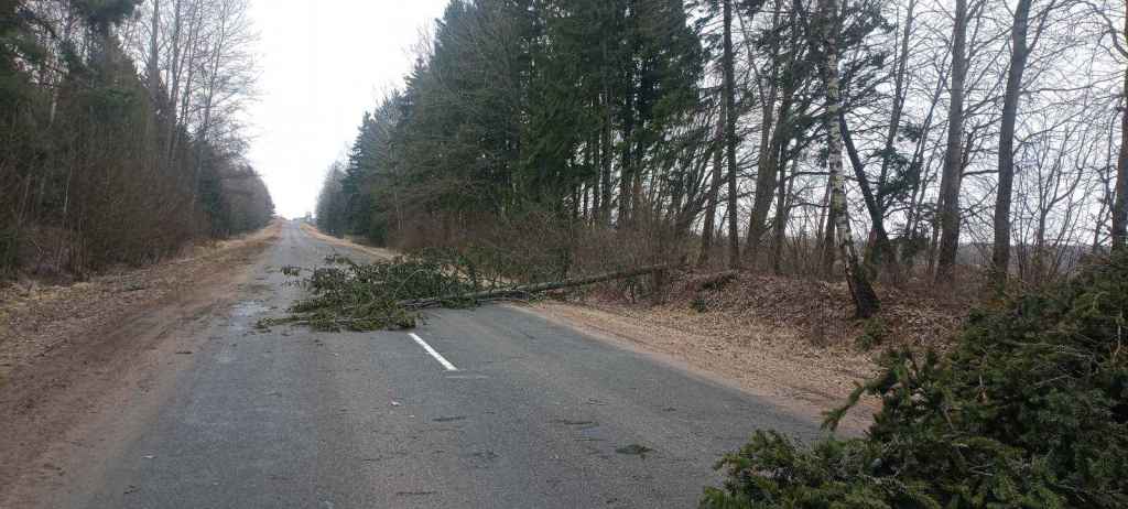 Штормовой ветер повредил крыши домов и школ на Могилёвщине, без света оставались 223 деревень и посёлков по всей Беларуси
