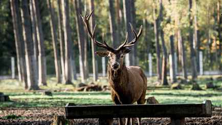 Беловежская пуща позвала «неравнодушных любителей природы» на уху и солдатскую кашу. Но есть нюанс