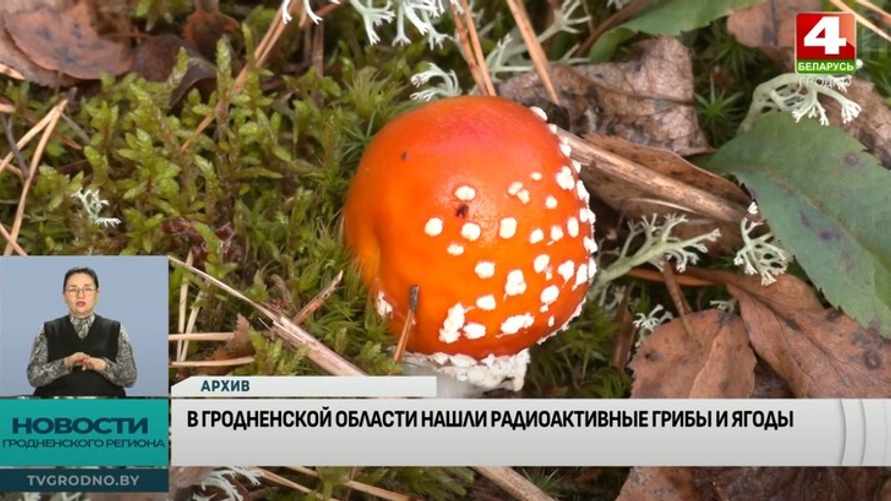 В двух районах Беларуси нашли радиоактивные грибы и ягоды