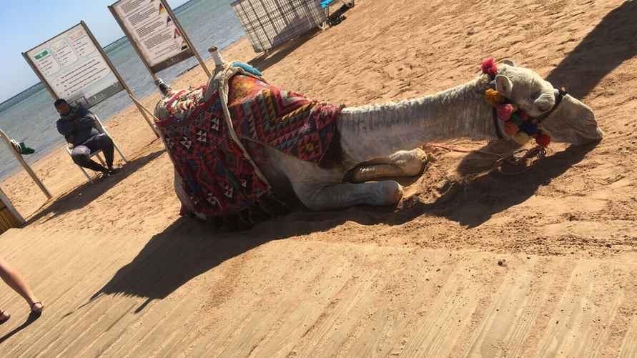 Египет, фото Вероники Семенча