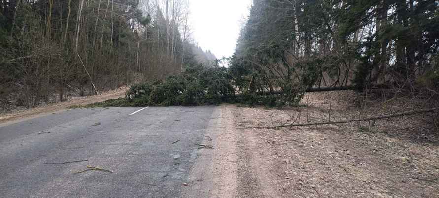 Штормовой ветер повредил крыши домов и школ на Могилёвщине, без света оставались 223 деревень и посёлков по всей Беларуси