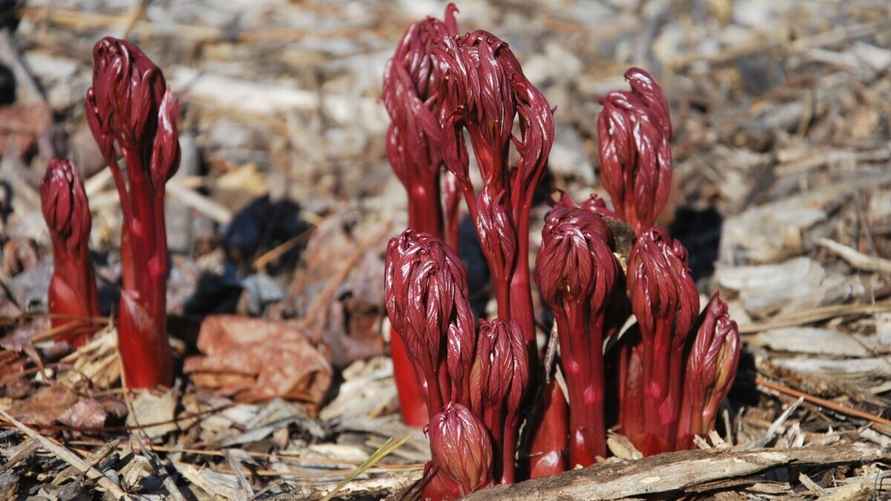 Фото: southernpeony.com