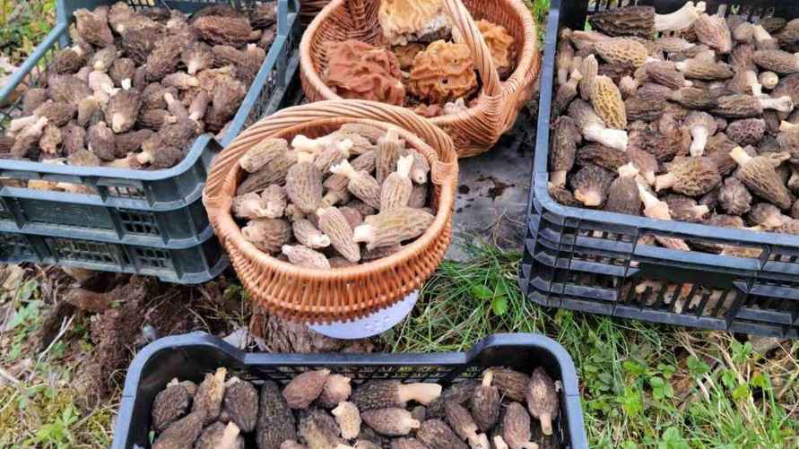 Урожай сморчков и сморчковай шапочки, собранный весной 2024 года. Фото: архив Натальи Батраковой