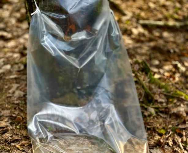 Фото Гродненского лесхоза