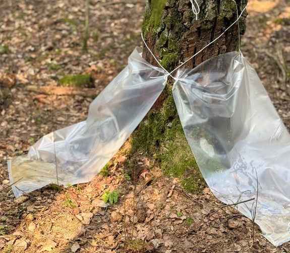 Фото Гродненского лесхоза