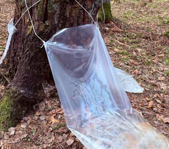 Фото Гродненского лесхоза