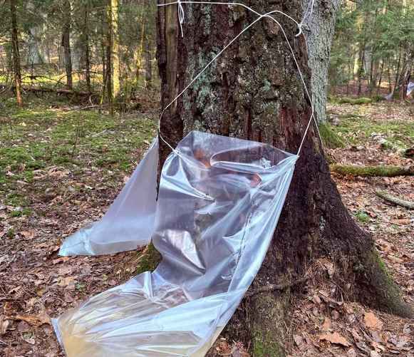 Фото Гродненского лесхоза