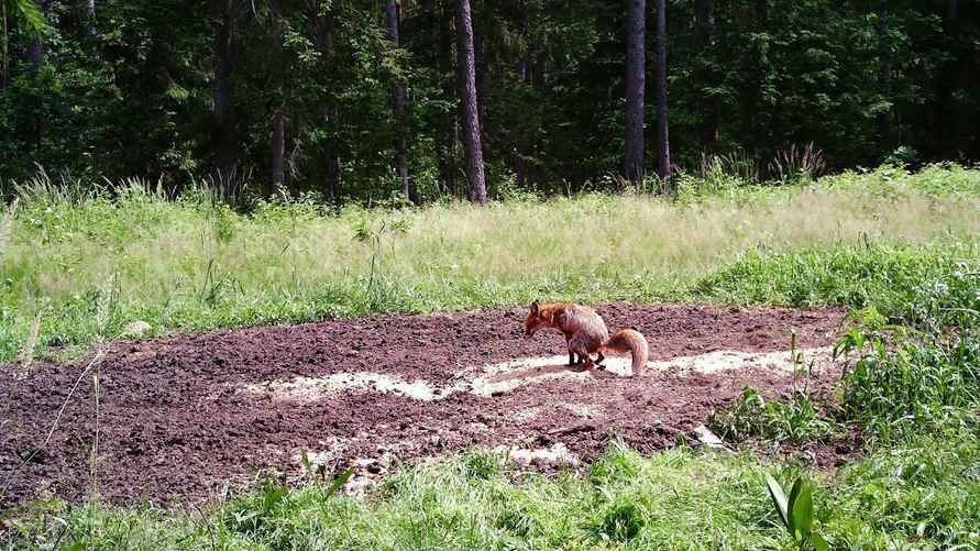 Снимок из фотоловушки, фото Гродненского лесхоза