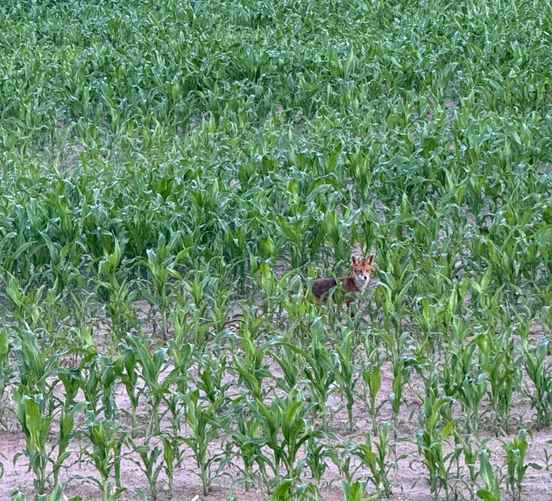 Фото Гродненского лесхоза
