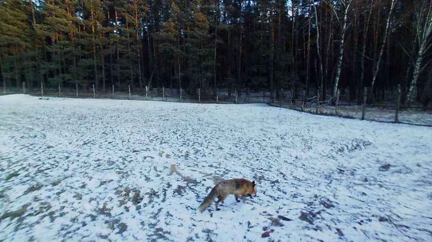 Кадр из фотоловушки, фото Гродненского лесхоза