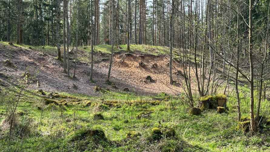 Фото Гродненского лесхоза