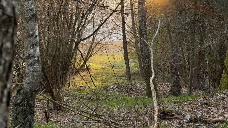 Фото Гродненского лесхоза
