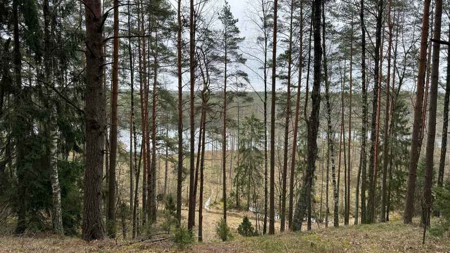 Фото Гродненского лесхоза