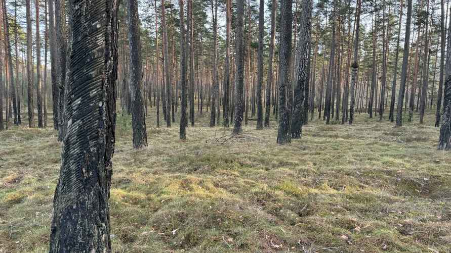 Фото Гродненского лесхоза