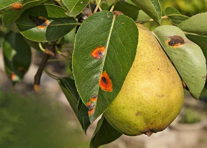 Ржавчина на груше