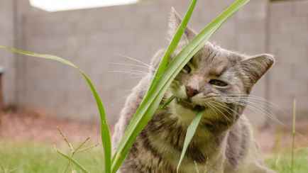 Почему кошки едят траву? Ветеринар объяснила, когда её стоит включить в рацион