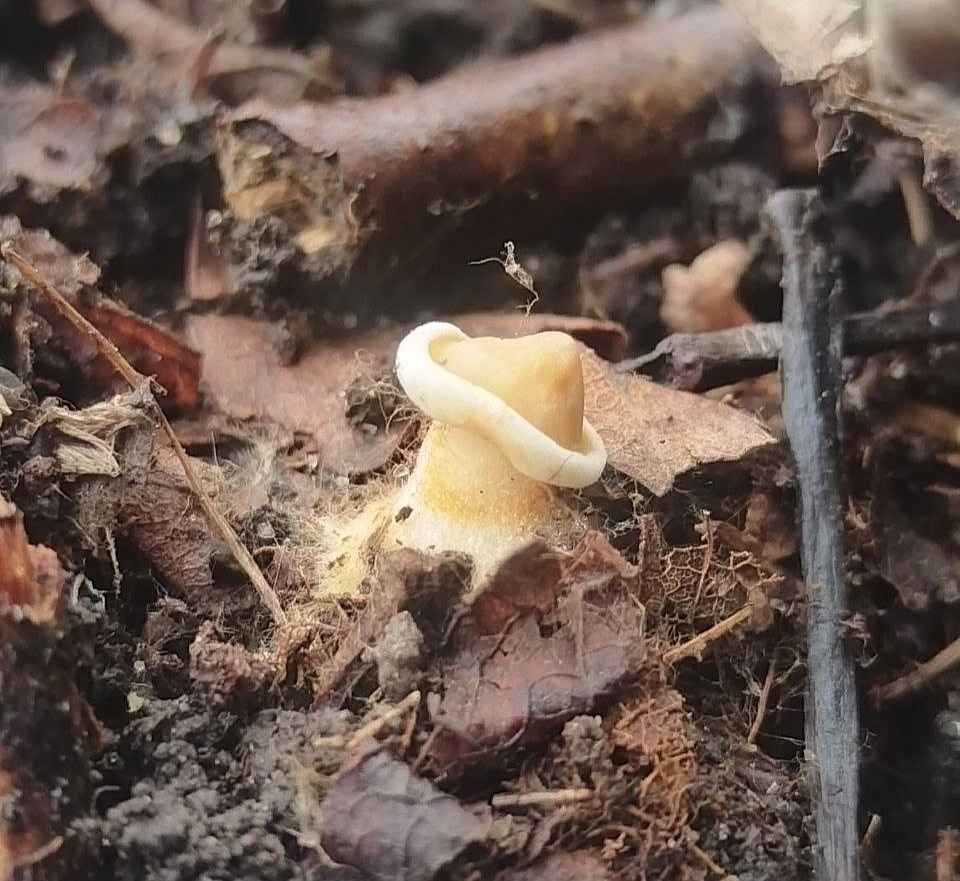 Примордии сморчковой шапочки, наденные 13 марта. Фото: архив Александра Шевцова