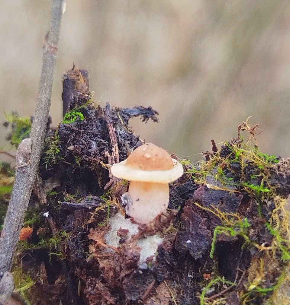 Так рано еще не находили! - В Беларуси заметили первые весенние грибы. Сколько осталось до открытия сезона?