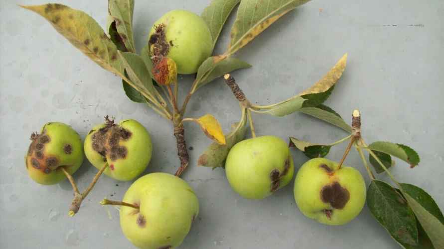 Парша яблони в начале завязывания плодов, Википедия