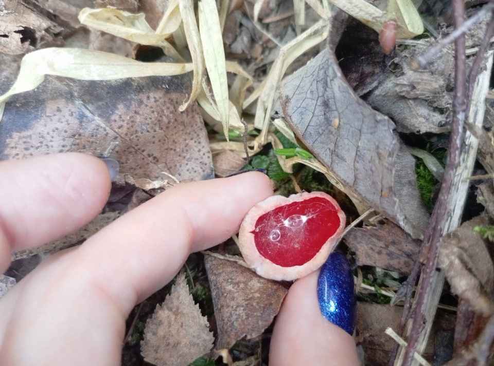 Эти саркосцифы были найдены 8 марта. Фото: VK паблик 