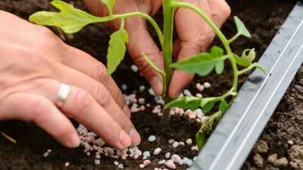 Эти 6 удобрений нужны для укрепления рассады овощей, зелени и цветов. Почему навоз и помет не подойдут?