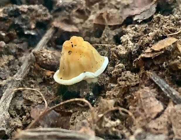 Так рано еще не находили! - В Беларуси заметили первые весенние грибы. Сколько осталось до открытия сезона?