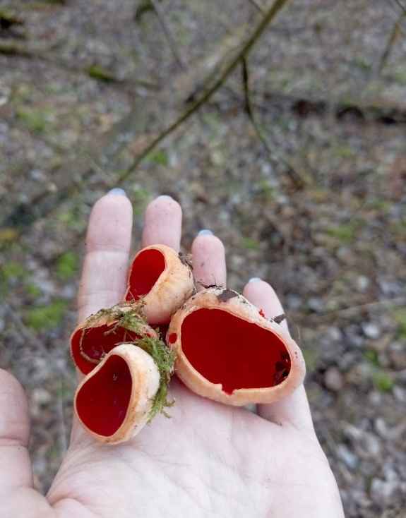 Так рано еще не находили! - В Беларуси заметили первые весенние грибы. Сколько осталось до открытия сезона?