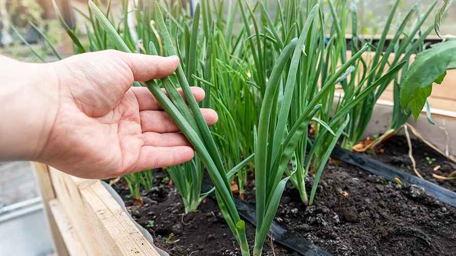 Фото: bona-forte.ru 