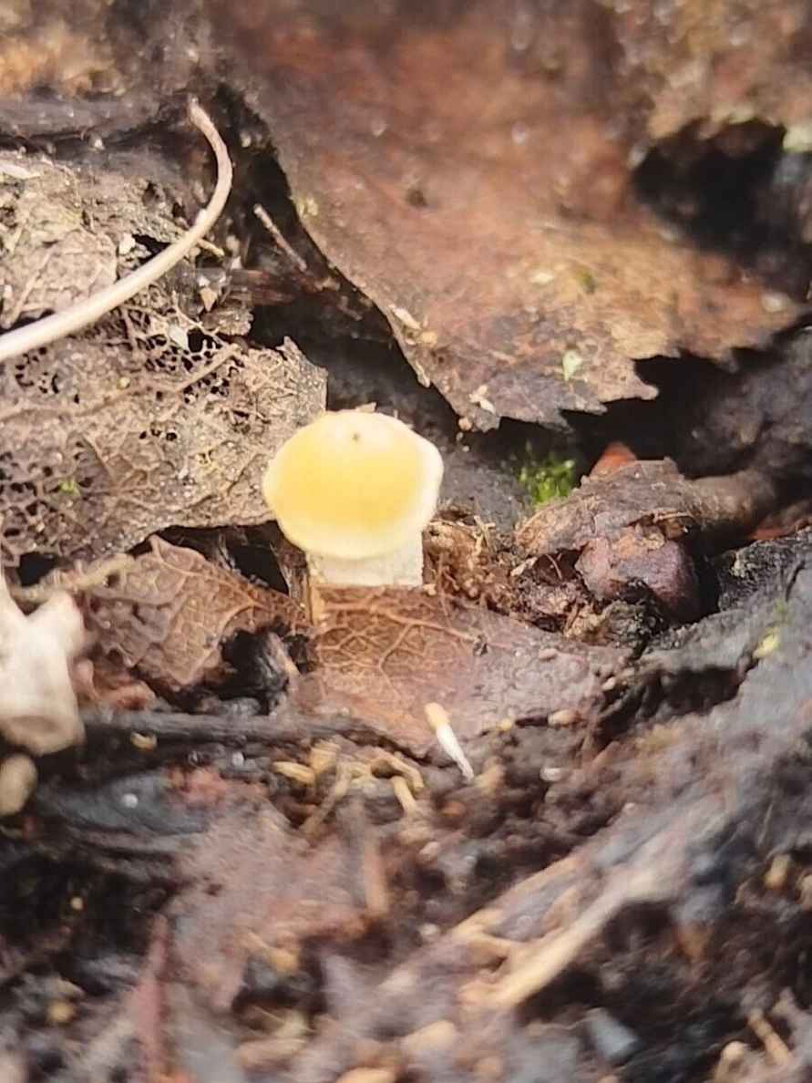 Так рано еще не находили! - В Беларуси заметили первые весенние грибы. Сколько осталось до открытия сезона?