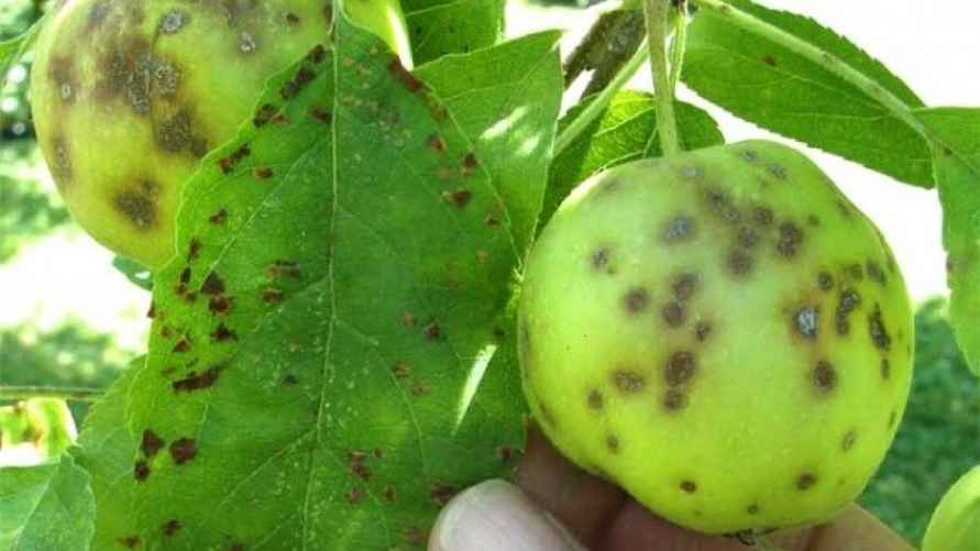 Так выглядит парша на деревьях