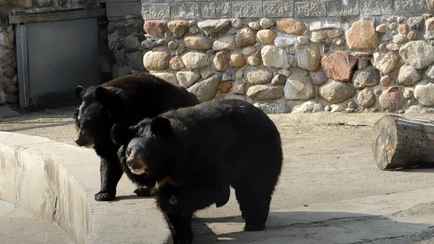 «Какие классные!» — В Гродненском зоопарке проснулись медведи