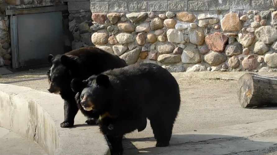 "Какие классные!" - В Гродненском зоопарке проснулись медведи