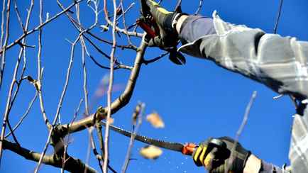Не выбрасывайте ветки деревьев после обрезки — вот как их можно использовать на участке