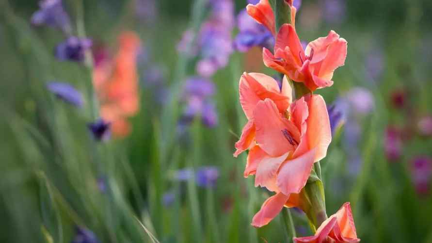 Фото иллюстрационное