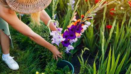 Когда белорусам сажать гладиолусы? Вот какая должна быть глубина, чтобы не заваливались