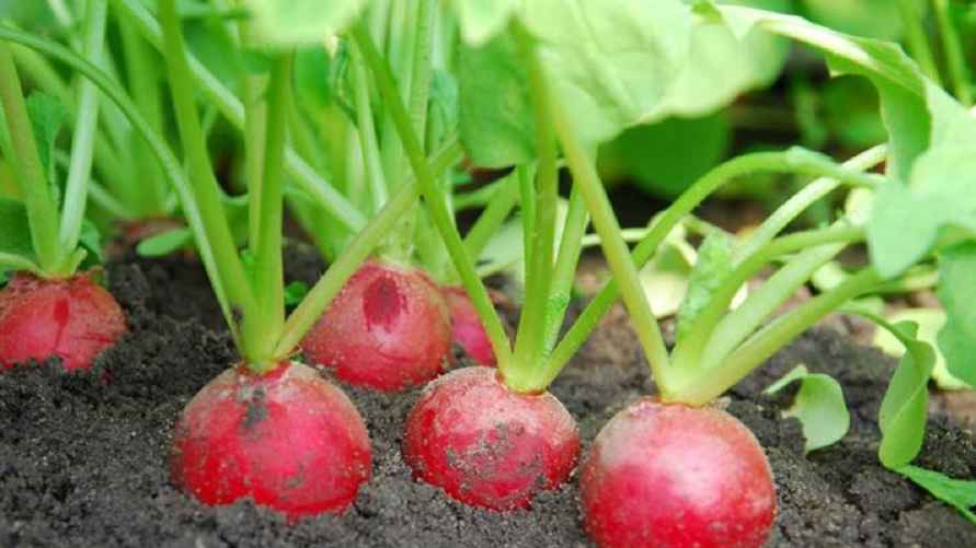 Фото иллюстрационное