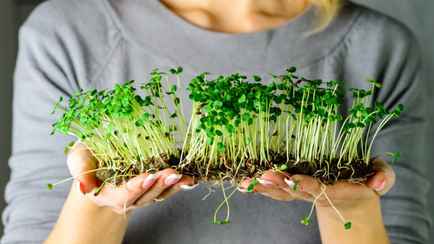 Эту самую полезную зелень в мире нужно посеять уже сейчас. К Пасхе увидите море ростков
