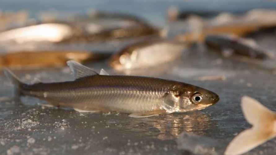 Фото иллюстрационное