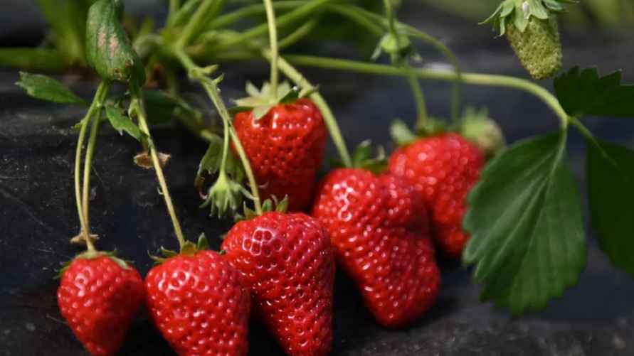 Фото иллюстрационное