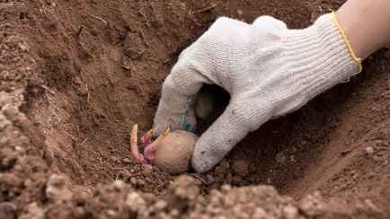 Когда белорусам сажать картошку? Вот что нужно сделать, чтобы получить богатый урожай