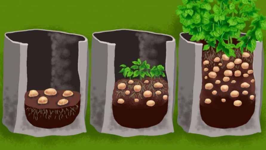 Фото иллюстрационное