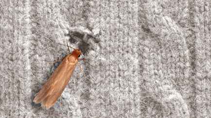 Как найти гнездо платяной моли и избавиться от нее? Вот какие 12 запахов ее отпугнут