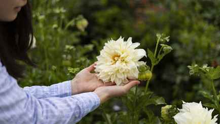Посадите георгины уже сейчас. Они будут радовать буйным цветом до поздней осени