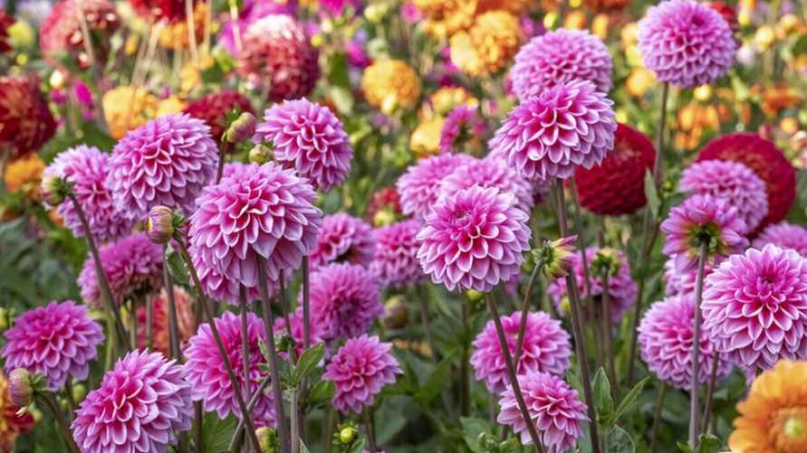 Фото иллюстрационное