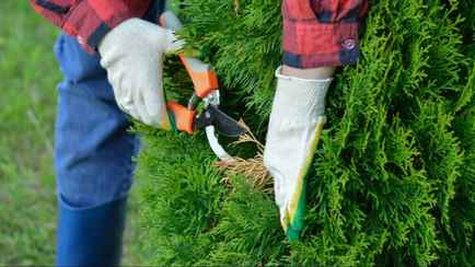 Многие белорусы обрезают туи неправильно? Эти три обрезки превратят их в густую зелёную стену