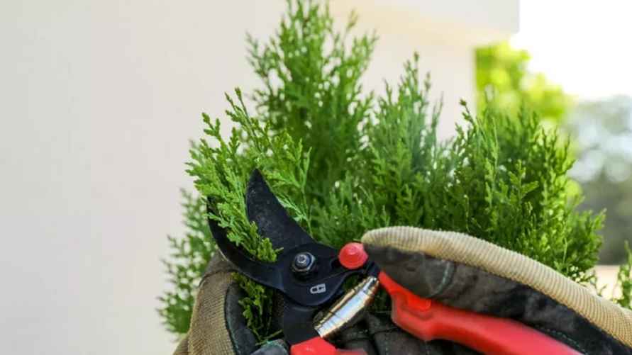 Фото иллюстрационное