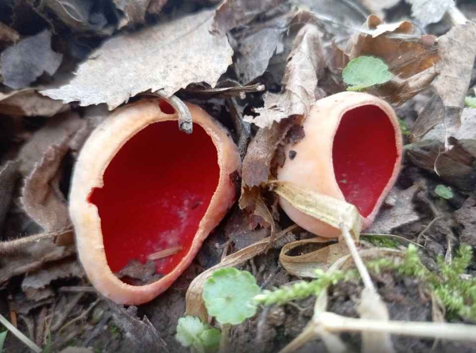 Так рано еще не находили! - В Беларуси заметили первые весенние грибы. Сколько осталось до открытия сезона?