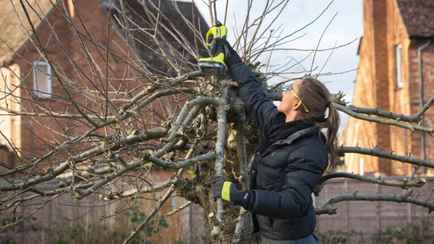 От этого зависит хороший урожай яблок, вишен и слив. Когда и как обрезать деревья весной?