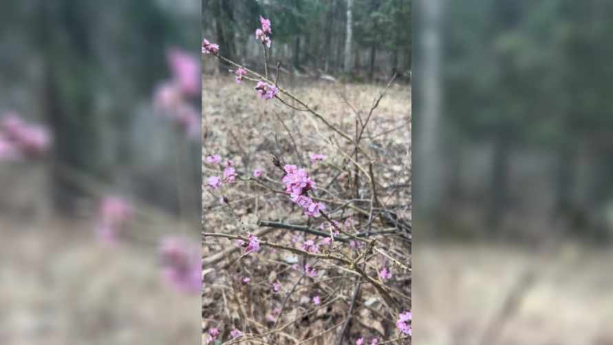 «Ядовито абсолютно всё» - В белорусских лесах зацвела «сакура», которая «может убить»